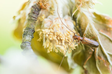 Macro image of an insect in Germany