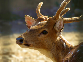 portrait of a deer, chital, also known as spotted deer, chital deer, and axis deer, is a species of...