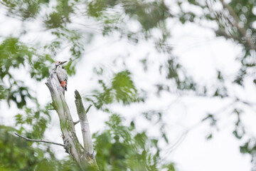 White-backed Woodpecker - Weissrückenspecht - Dendrocopos leucotos ssp. uralensis, Russia (Baikal), adult, male