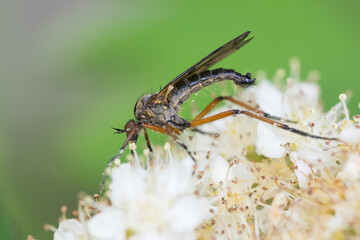 Macro image of an insect in Germany