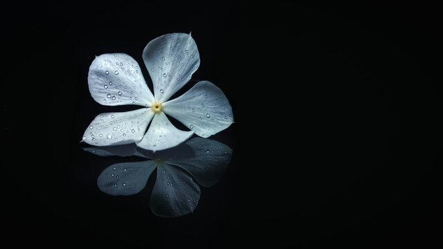 Reflection of the fresh periwinkle flower, its scientific name is catharanthus roseus in black background.