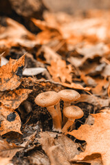 Brown Agaric honey mushrooms growing on a stumpamong the autumn foliage