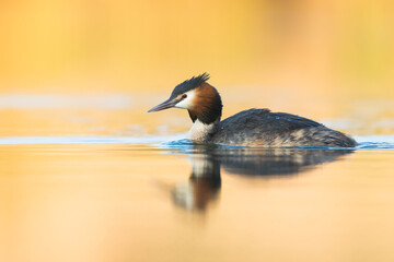 Great Crested Grebe - Haubentaucher - Podiceps cristatus ssp. cristatus, Germany (Baden-Württemberg), adult