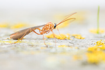 Macro image of an insect in Germany