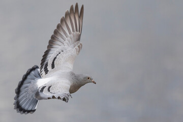 Feral Pigeon - Straßentaube -  Columba livia domestica, Germany (Baden-Württemberg), adult