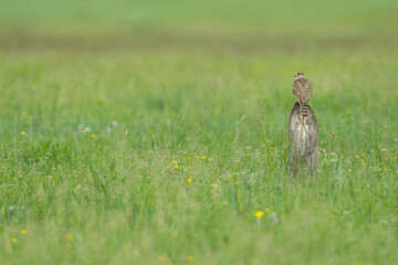 Merlin - Merlin - Falco columbarius ssp. aesalon, Russia (Baikal), adult, female
