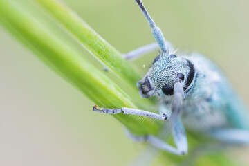 Macro image of an insect in Germany