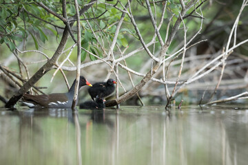 Common Moorhen - Teichhuhn - Gallinula chloropus ssp. chloropus, Germany (Baden-Württemberg), adult with youngsters