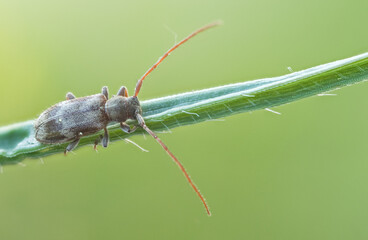 Macro image of an insect in Germany
