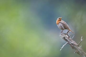 Red-throated Thrush - Rotkehldrossel - Turdus ruficollis, Russia (Baikal), adult, male