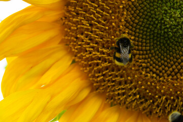 sunflower close-up