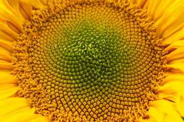 sunflower close-up