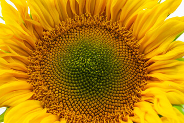sunflower close-up
