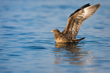 Arctic Jaeger - Schmarotzerraubmöwe - Stercorarius parasiticus, Germany (Baden-Württemberg), 1st cy
