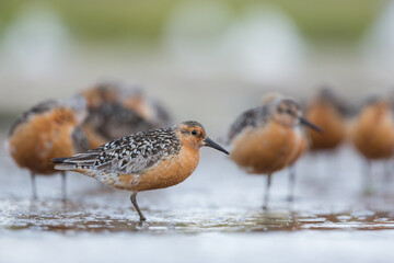 Red Knot - Knutt - Calidris canutus, Germany (Schleswig-Holstein), adult, breeding plumage