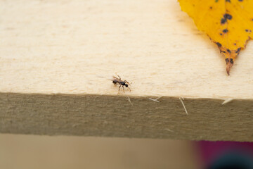 ant on the table