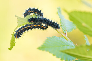 Macro image of an insect in Germany