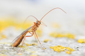 Macro image of an insect in Germany