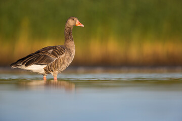 Greylag Goose - Graugans - Anser anser ssp. anser, Germany (Schleswig-Holstein), adult