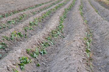 Fototapeta na wymiar Sweet potato trees in agriculture field.