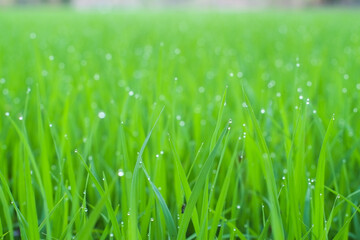 Water dew on the green leaves of the seedlings rice tree in agriculture paddy field close-up.