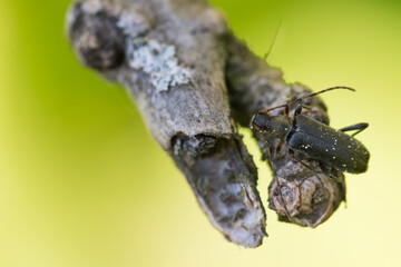 Macro image of an insect in Germany