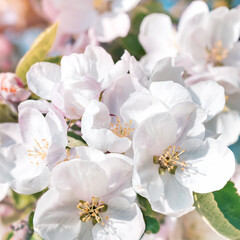 Spring or summer festive blooming with white flowers fruit tree branches against baby blue sky with sun light flares and bokeh. Fresh floral background with copy space