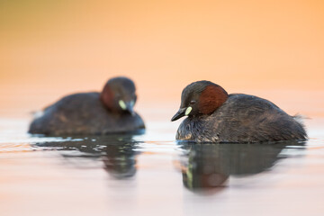 Little Grebe - Zwergtaucher - Tachybaptus ruficollis ssp. ruficollis, Austria (Vorarlberg), adult, pair