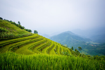 Beautiful view of Rice terrace and houses at Hoang Su Phi. Viewpoint in Hoang Su Phi district, Ha Giang province, Vietnam