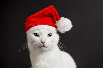 White cat in santa claus hat isolated on black background