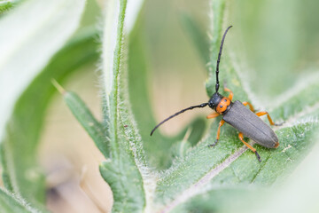 Macro image of an insect in Germany