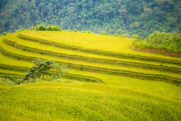 Fototapeta premium Beautiful view of Rice terrace and houses at Hoang Su Phi. Viewpoint in Hoang Su Phi district, Ha Giang province, Vietnam