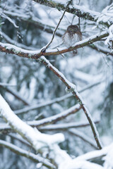 Eurasian Pygmy-Owl - Sperlingskauz - (Glaucidium passerinum ssp. passerinum, Germany (Baden-Württemberg), adult