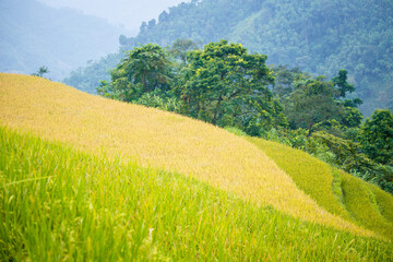 Beautiful view of Rice terrace and houses at Hoang Su Phi. Viewpoint in Hoang Su Phi district, Ha Giang province, Vietnam