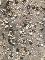shells on the sand