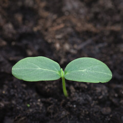Top view young cucumber sprout seedlings on blur background. Selective focus