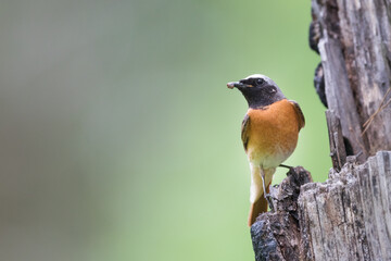 Common Redstart - Gartenrotschwanz - Phoenicurus phoenicurus ssp. phoenicurus, Russia (Oblast Irkutsk), adult male