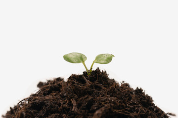 Young plant growing in fertile soil. Earth Day. Selective focus