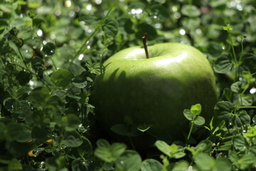 green apple on top of green grass. picnic outdoors lire.