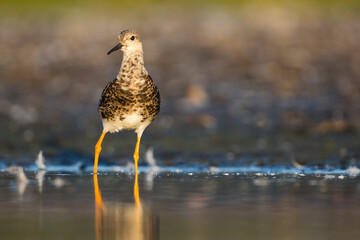 Ruff - Kampfläufer - Philomachus pugnax, Germany (Schleswig-Holstein), male