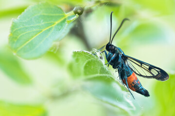 Macro image of an insect in Germany