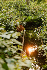 spring garden with nice flowers