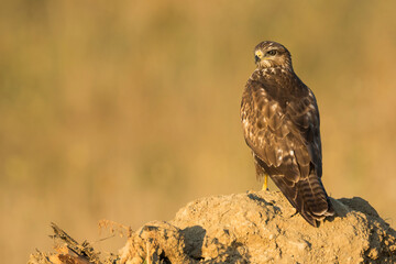 Common Buzzard - Mäusebussard - Buteo buteo ssp. buteo, Romania, 2nd cy