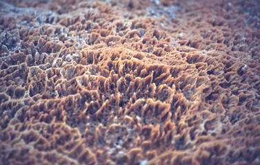 Bacteria and debris in the lake, Yellowstone National Park