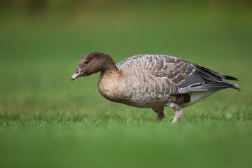 Pink-footed Goose - Kurzschnabelgans - Anser brachyrhynchus, Germany (Baden-Württemberg), adult