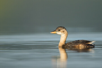 Little Grebe - Zwergtaucher - Tachybaptus ruficollis ssp. ruficollis, Romania