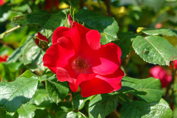 Obraz premium A close up of large vibrant red rose flower of the ‘Robusta’ variety in the garden, (syn. 'Kordes Robusta' (Rosa rugosa × seedling) - a shrub rose raised by Kordes of Germany in 1979