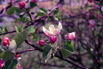 Blooming cherry. Macro photography of nature