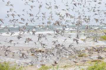 Dunlin - Alpenstrandl&auml;ufer - Calidris alpina, Germany (Hamburg), at high-tide roost with Sanderling and Red Knot