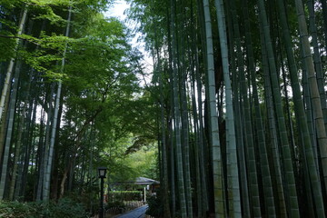 Shuzenji bamboo forest in Shizuoka prefecture, Japan - 竹林の小径 静岡県 伊豆市 修善寺 日本